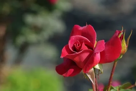深紅のバラ、蕾と共に