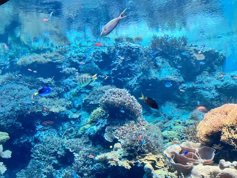 色とりどりの魚たちが泳ぐ、悠久の水中世界