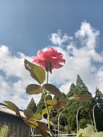 風に揺れる薄ピンクの花