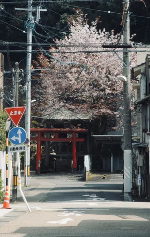 桜と赤い鳥居の街角