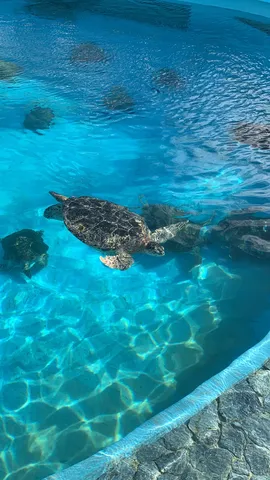 ウミガメたちの悠々とした水中散歩