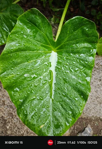 雨粒に濡れる大葉の静寂