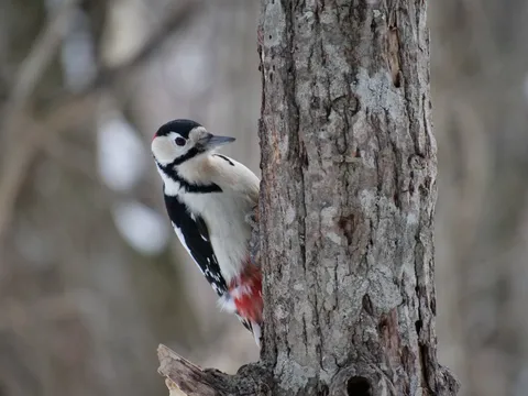 冬木にとまるアカゲラ