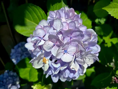 紫の花球が静かな夏
