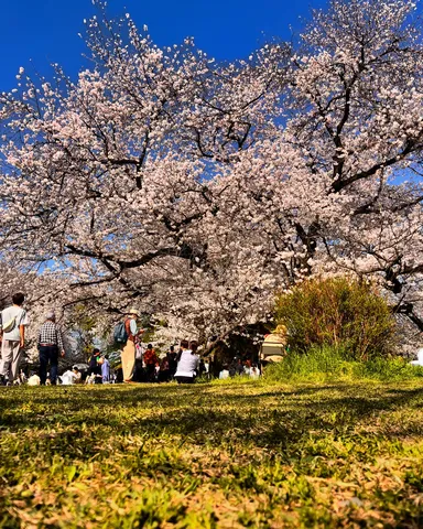 満開の桜と憩いの場