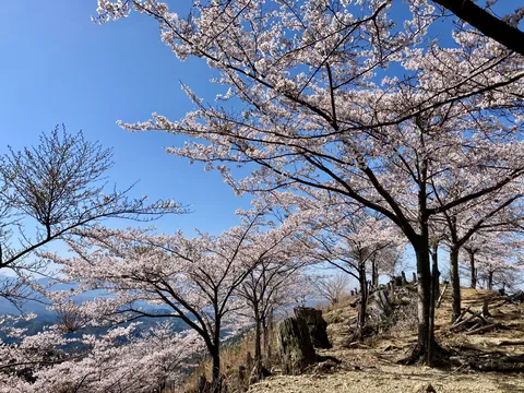 春風に揺れる桜と青空