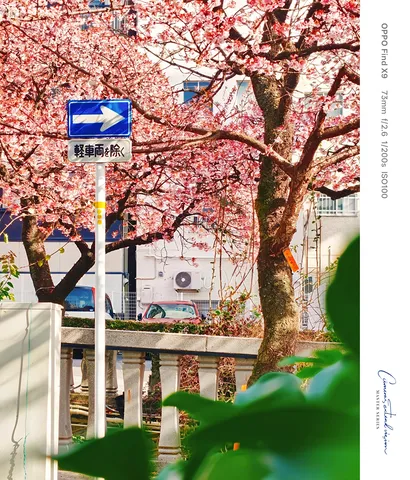桜色の街角の道しるべ