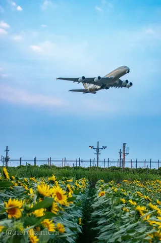 ひまわり畑をゆく巨大旅客機
