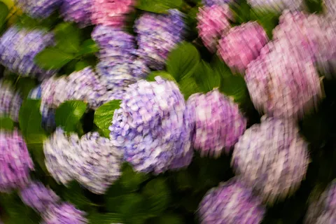 揺れる紫陽花の万華鏡
