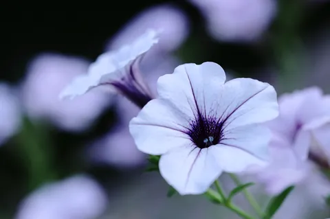 薄紫の静かな花囁き