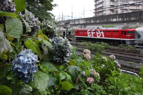 雨粒と紫陽花、そして電車