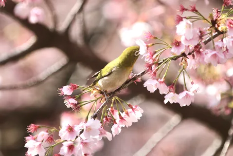 桜と小鳥の春便り