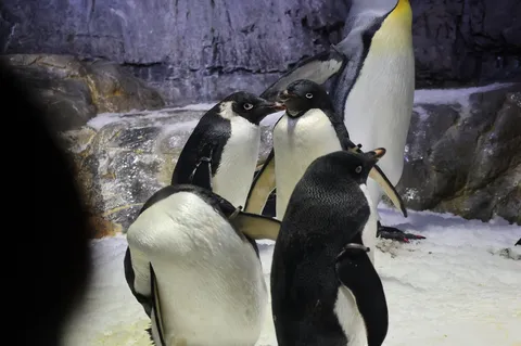 ペンギンたちの賑やかな集会