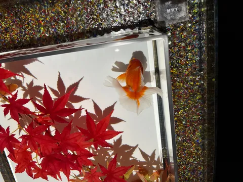 水槽の中の風物詩