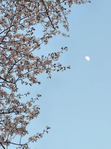 春風と月の空に花咲く