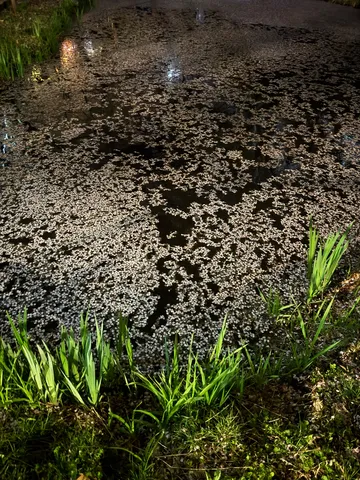闇夜に浮かぶ花びらの海