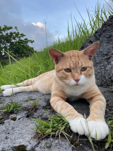 草むらに佇む猫、夕暮れの静寂