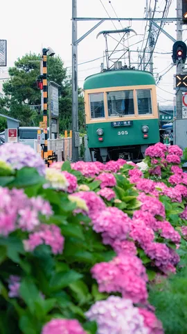 主役はどっち？花と電車