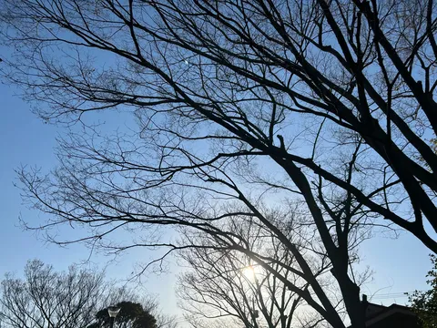 木漏れ日が織りなす冬空の詩