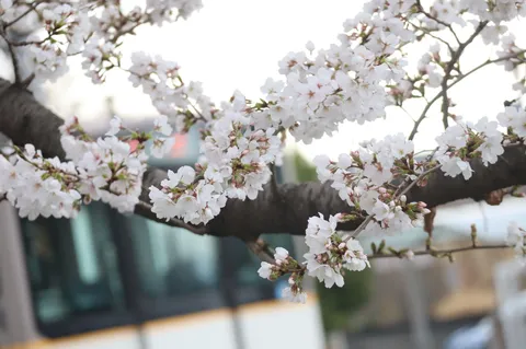 都会の桜、春の気配