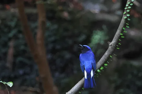 青い鳥の静かな瞬間