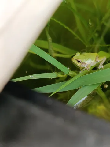 水辺の緑の瞳が微笑む