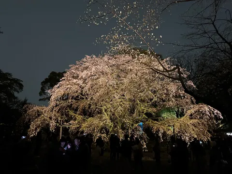 夜桜、幻想的な光に包まれて