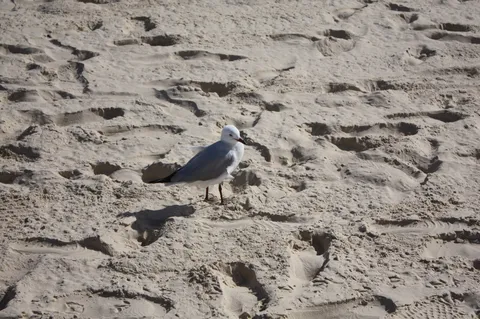 砂浜に佇むカモメ、どこへ行く？