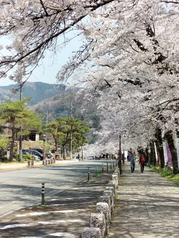 桜並木の散歩道