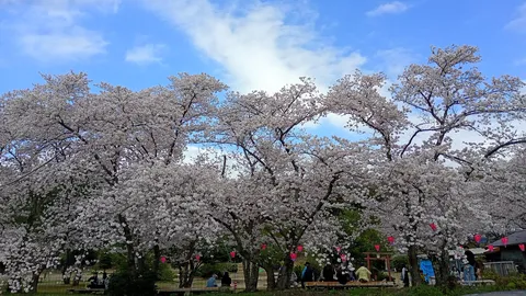 満開の桜、空と人の営み