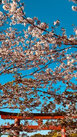 初々しい桜と朱色の鳥居