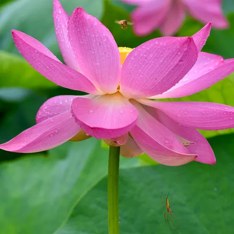 蓮に集う命、水滴と蜂と蜘蛛