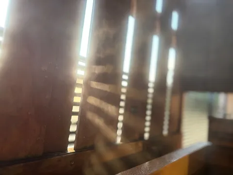 木漏れ日の温もり