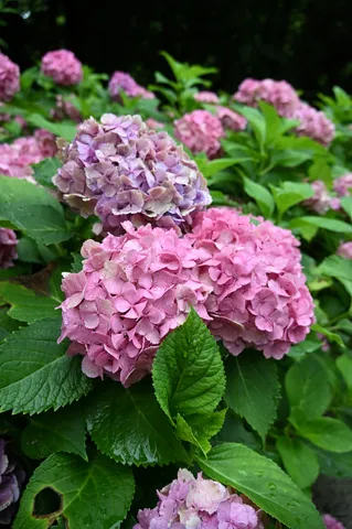 雨粒きらめく、紫陽花のしっとりとした美しさ
