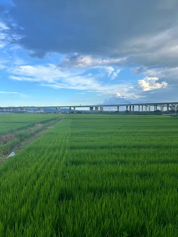 空と田んぼと高架橋