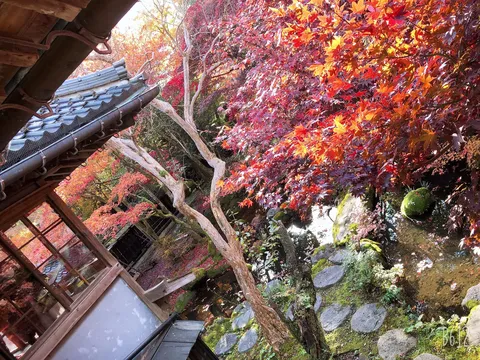 紅葉と水辺の庭の風景