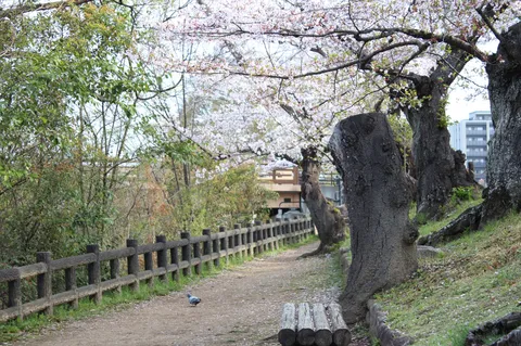 春風そよぐ　古木の小道