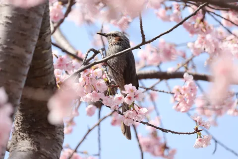 桜に佇む美しい小鳥