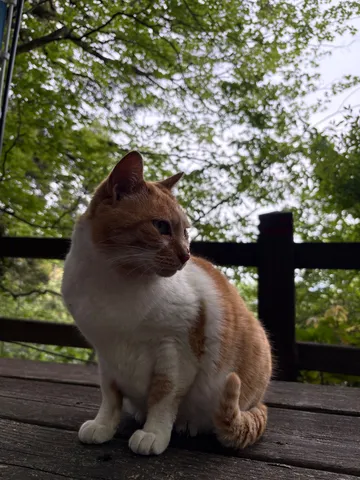 木漏れ日と猫のひととき