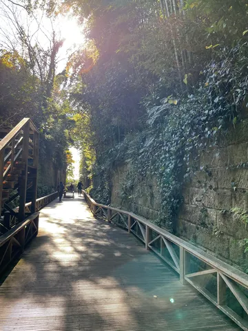 光と蔦の木陰道
