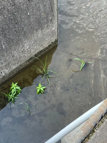 コンクリートの隙間からのぞく生命力