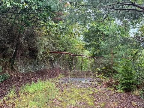 雨上がりの静かな道