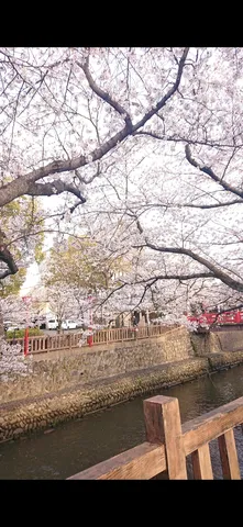 桜舞う水辺の散歩道