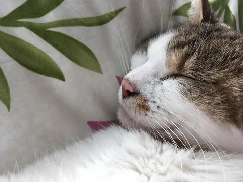 眠り猫と葉の静かな時間