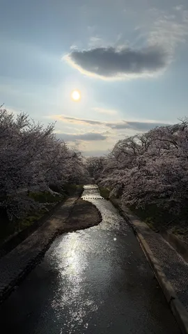 春風と桜並木の川