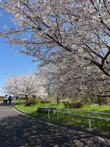 春風に舞う桜の絨毯