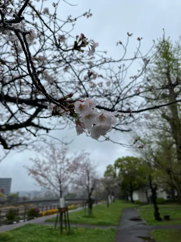 4月。雨と桜と失恋