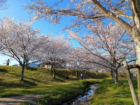 桜舞う小径の春景色