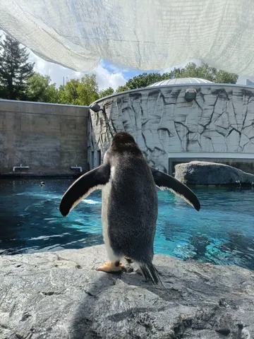 水辺に広がる静かな翼