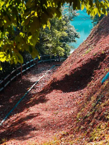 秋色に染まる湖畔の小道